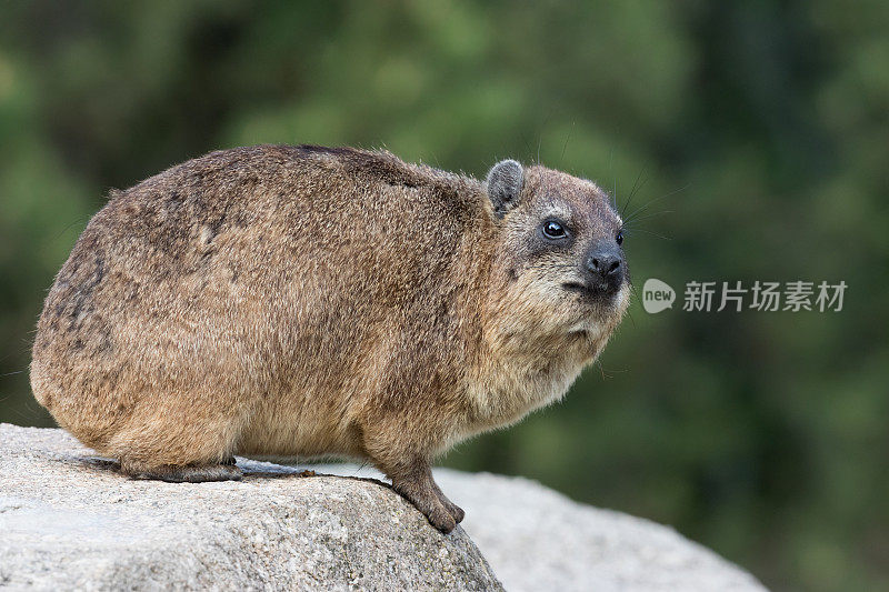 岩狸(Procavia capensis)，又称岩獾和海角岩狸